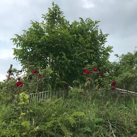 Kőlépcsős Casa vacanze Nyúl