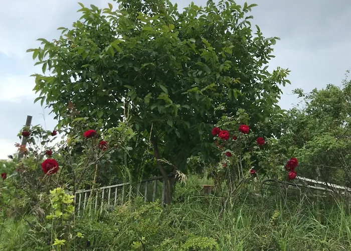 Kolepcsos Vendeghaz בית נופש Nyúl