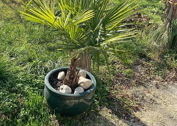 Kolepcsos Vendeghaz Nyúl